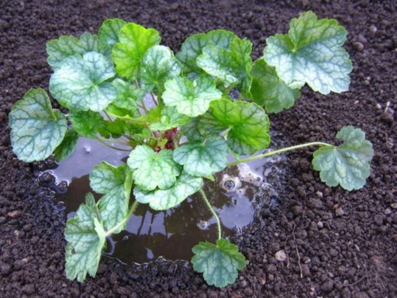 Watering the plant before loosening