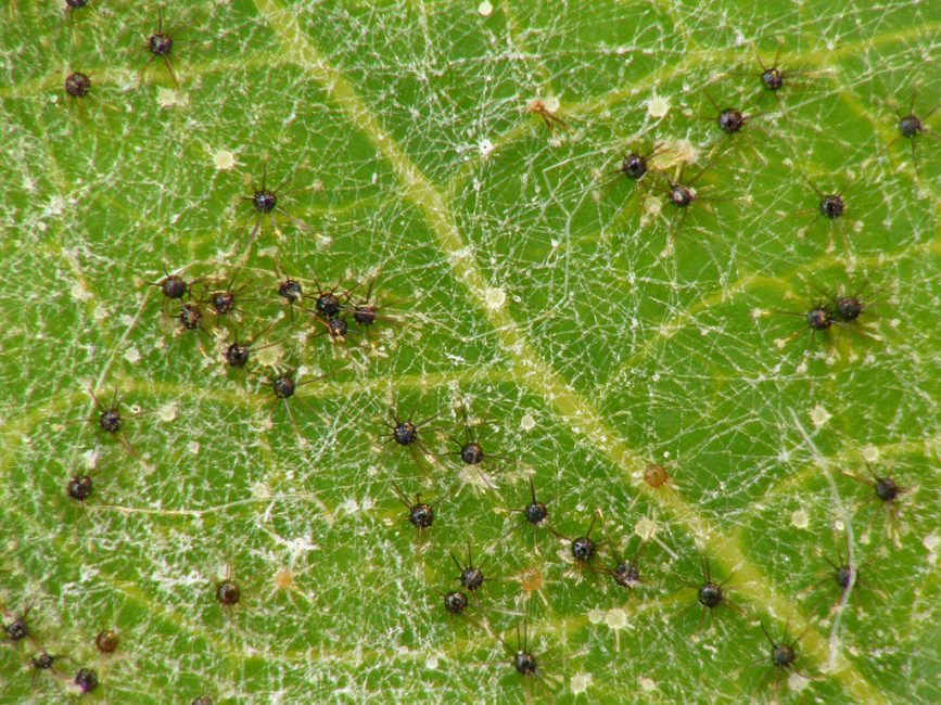 Leaf damage by powdery mildew