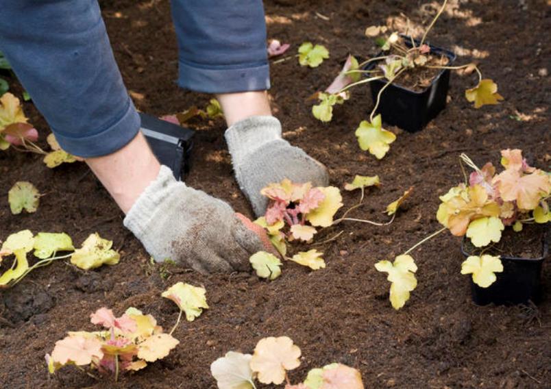 Planting seedlings of geyhera