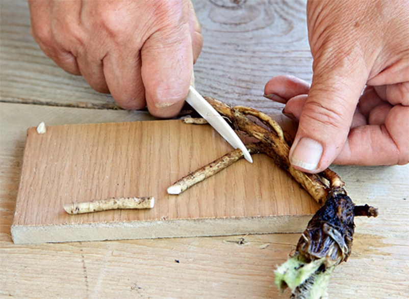 Preparation of root cuttings