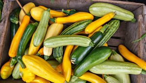 Zucchini: dietary vegetables of the gourd family.Planting seeds in open ground and care, growing seedlings (15 Photos & Videos) + Reviews