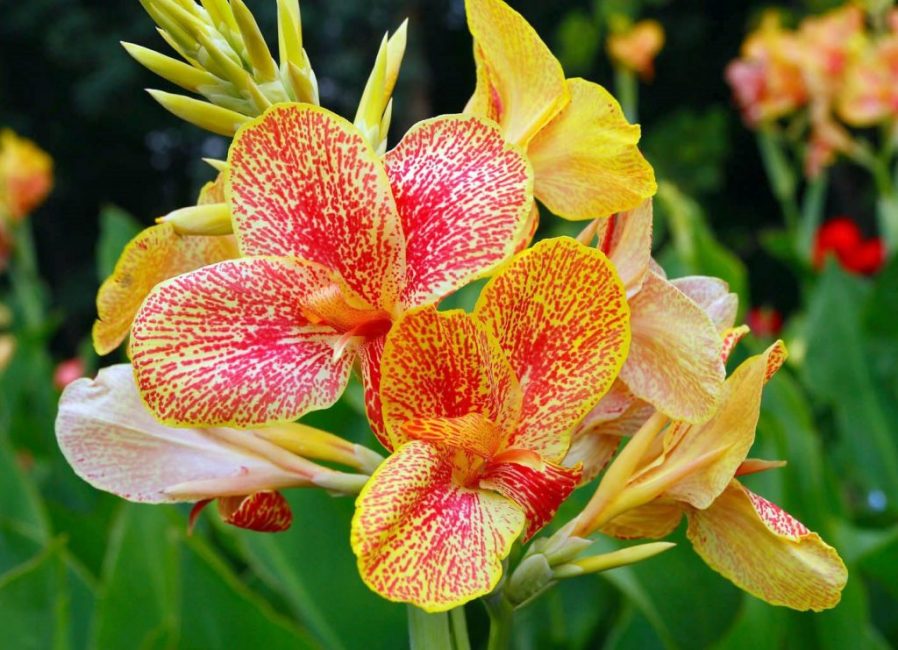 La propagation des graines est un excellent moyen d'obtenir de nouvelles variétés de plantes.