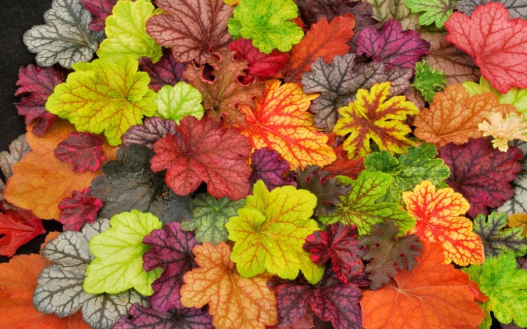 A variety of colors of geyhera leaves in different varieties