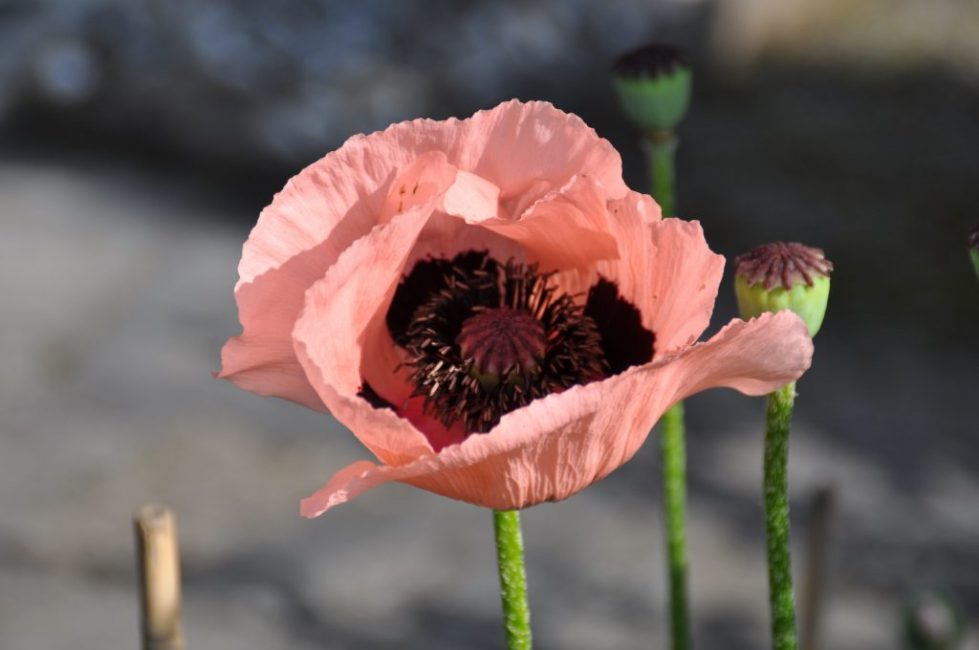 open poppy