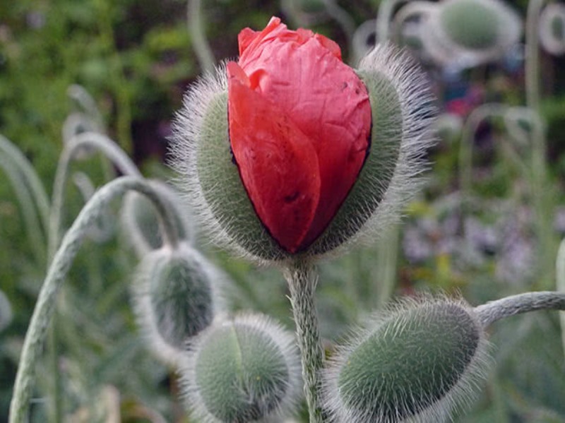 Blooming poppy flower