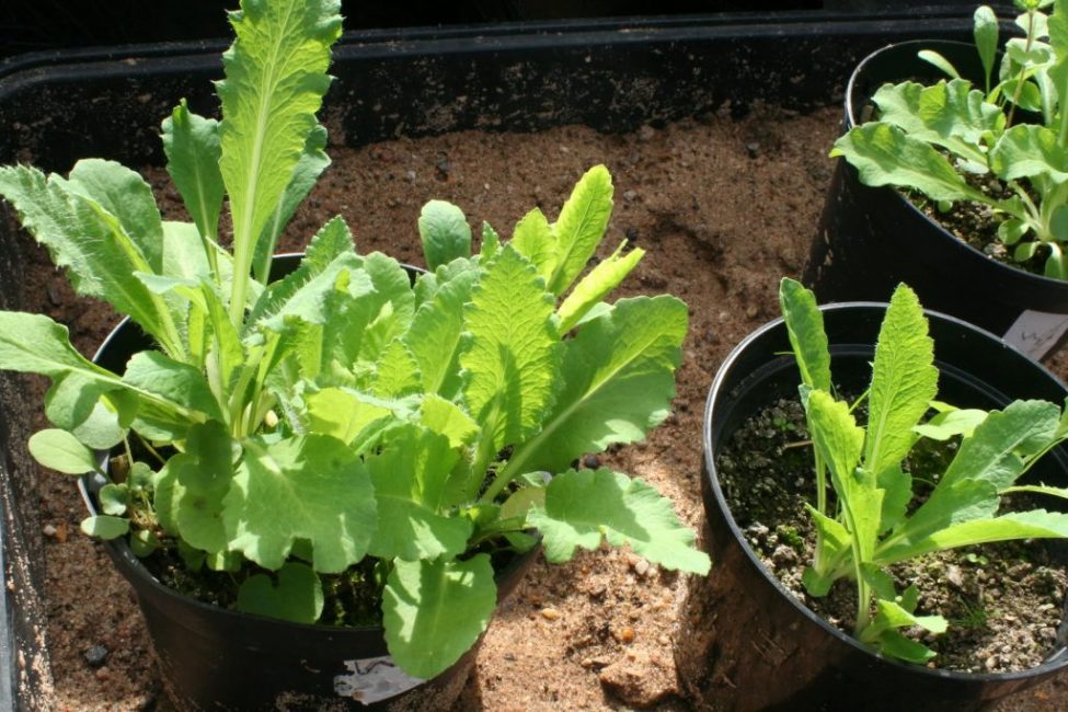 poppy seedling