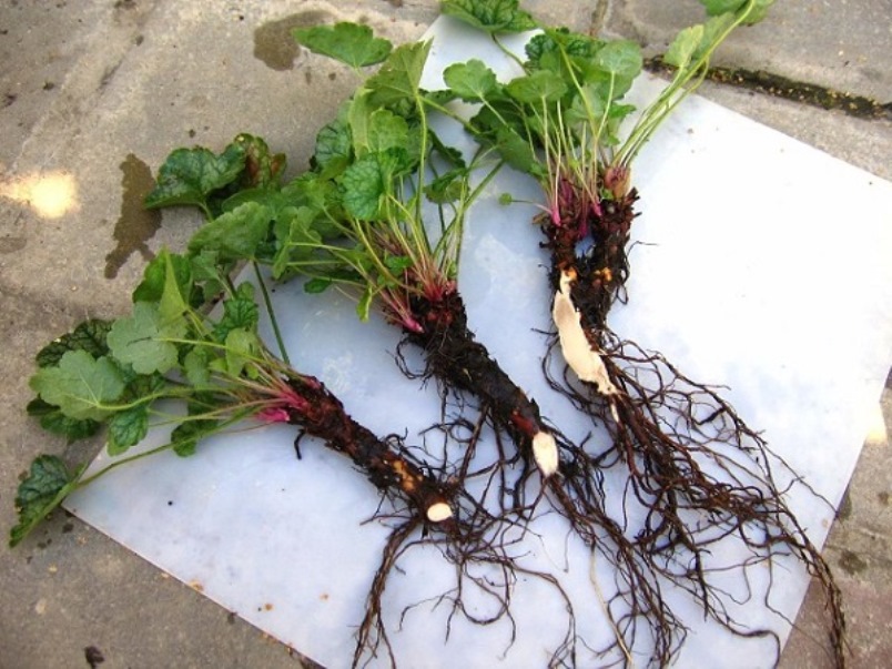 Heuchera seedlings