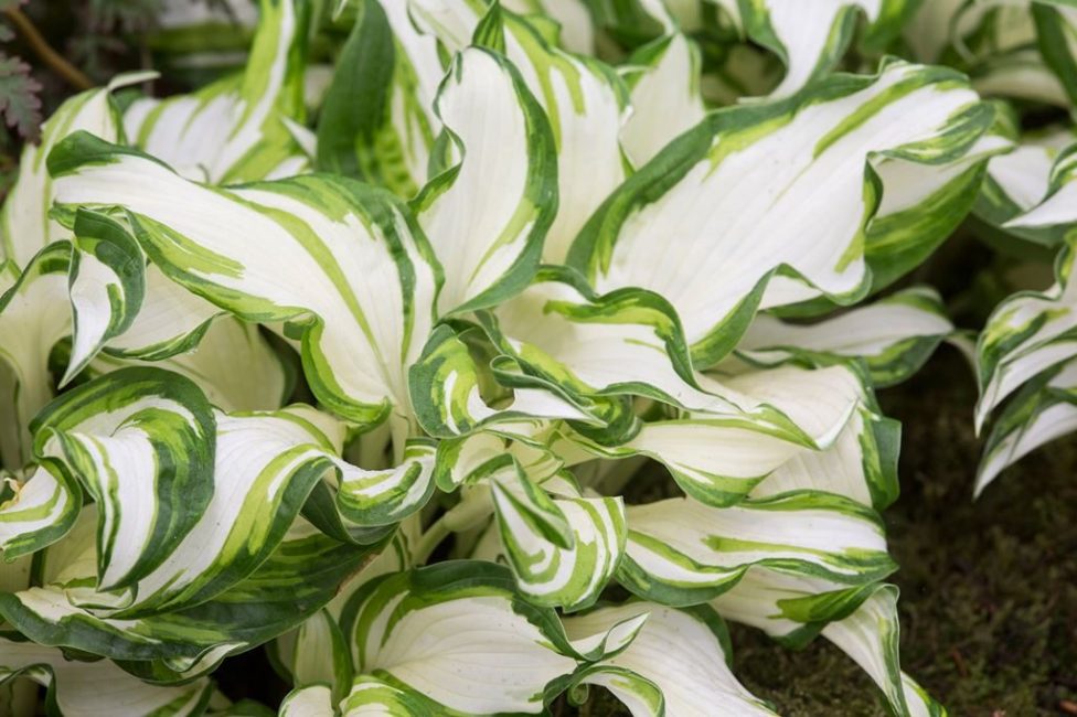 Hosta Undulata Mediovariegata