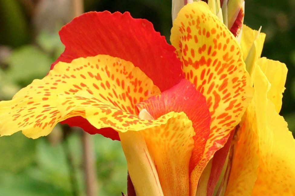 fleur de canna indien