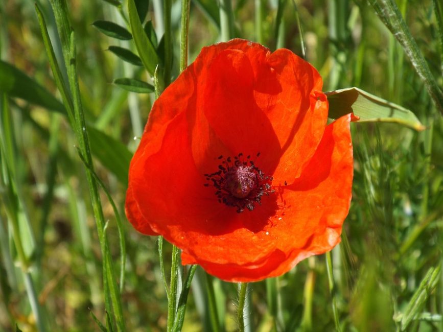 poppy flower