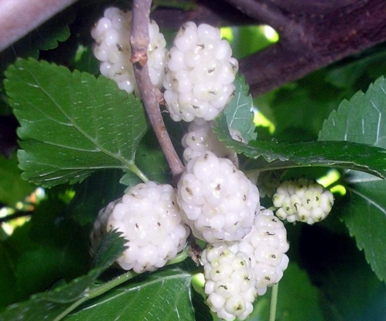 mûrier blanc