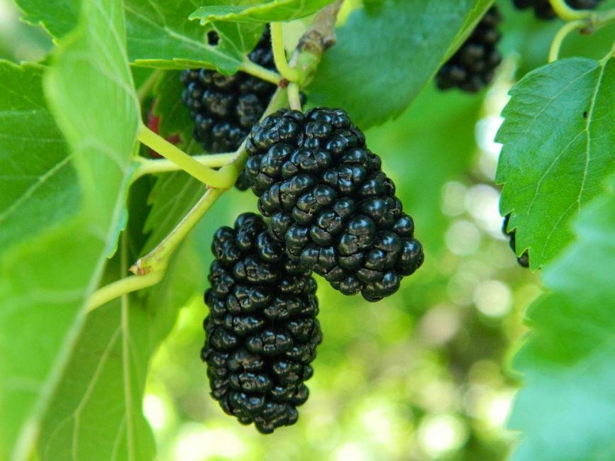 Mûrier noir