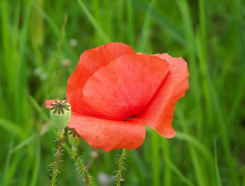 Sowing annual plants is similar to sowing perennials.