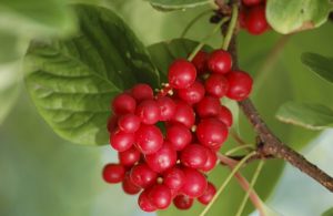 Schisandra chinensis: Moskova bölgesinden Sibirya