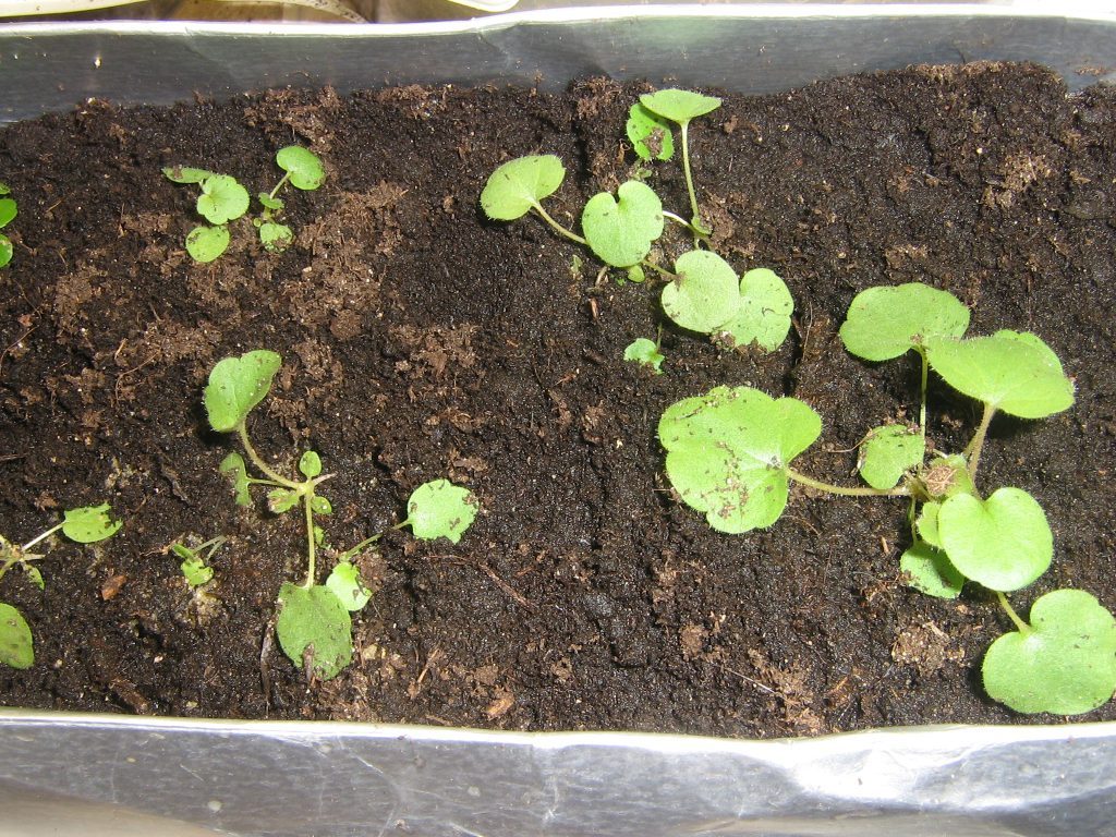 Heuchera seedlings after germination