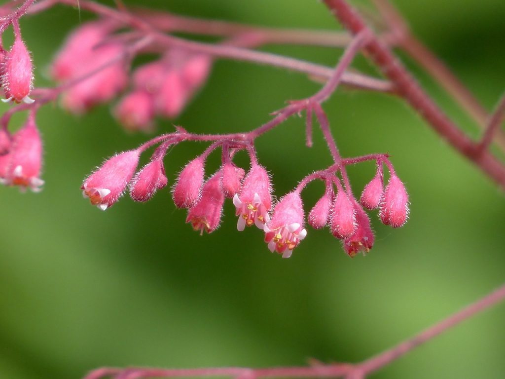 Bloody geyhera inflorescence