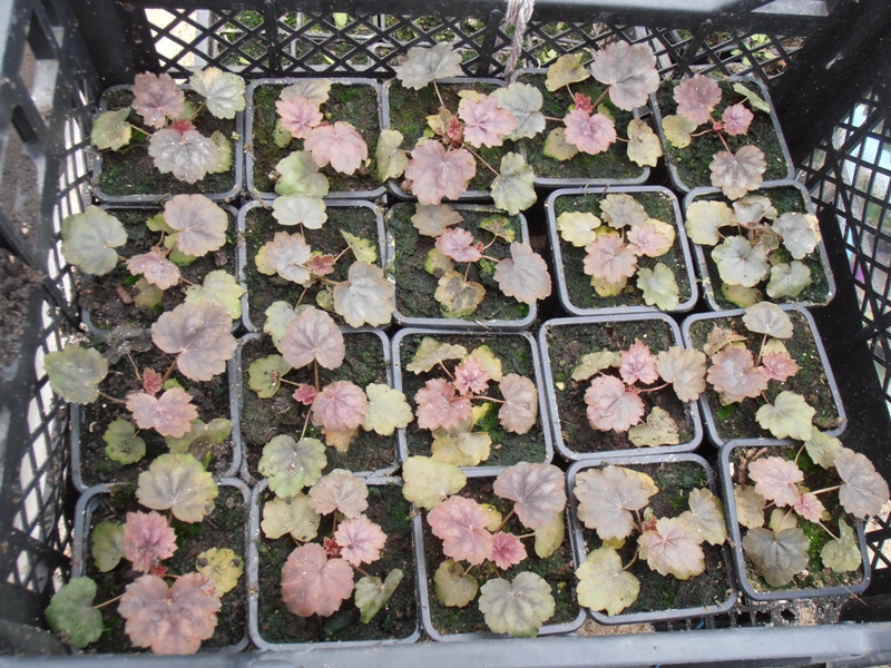 Seedlings, pickled in a separate container