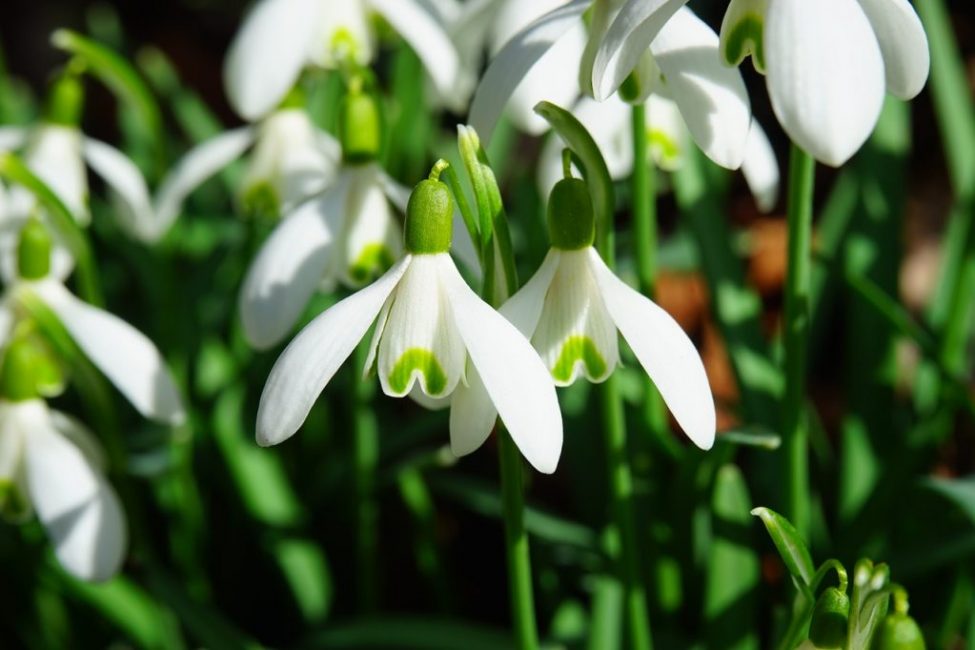 Snowdrop