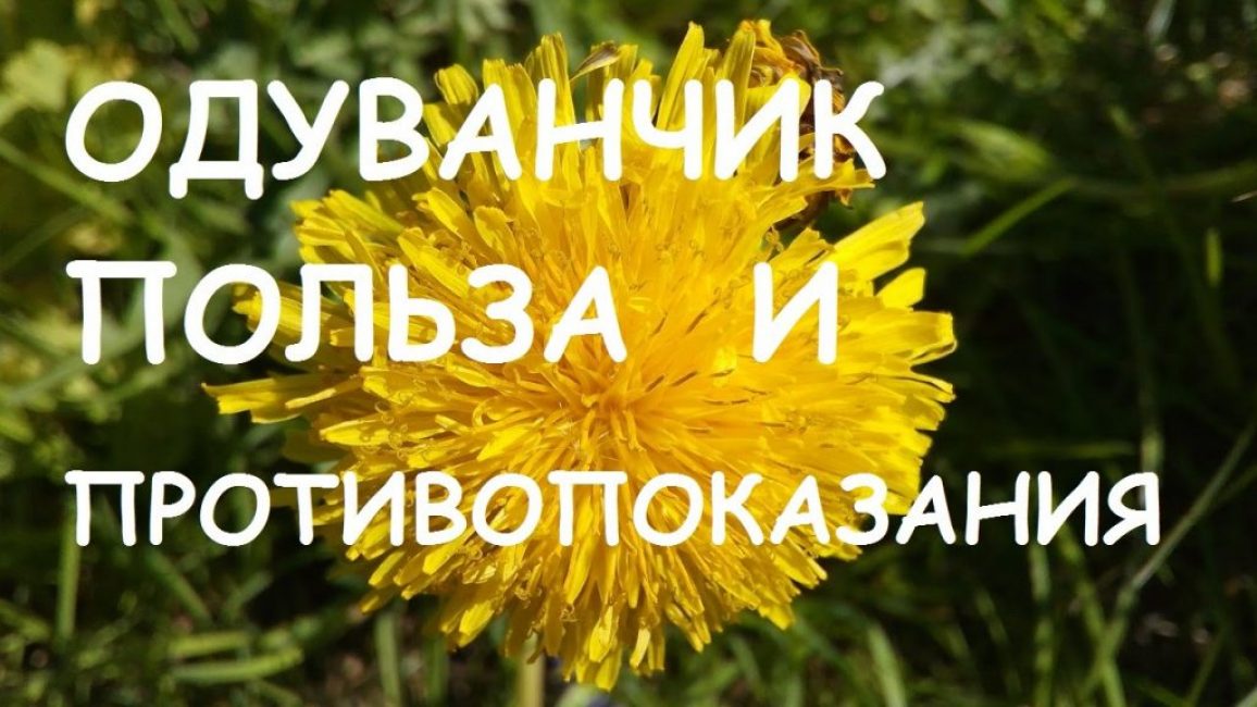 Αντενδείξεις Dandelion