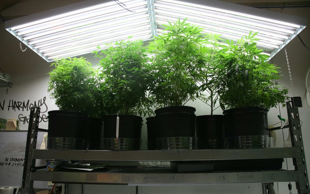 Uso de lámparas para el cultivo de plantas en invernadero.