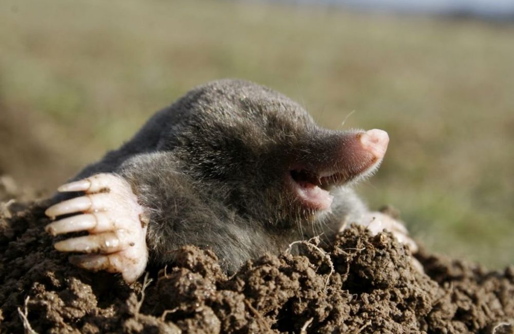 Mole