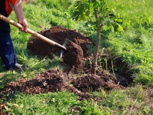 Wanneer fruitbomen planten: alles over de regels voor het planten en de meest acceptabele timing in de lente en de herfst