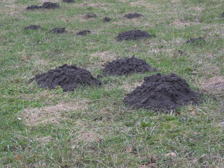 Molehills are the exits of wormholes to the outside. A sign that the mole is moving towards the site