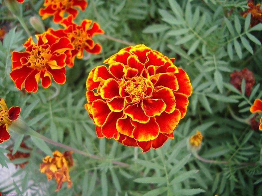 Marigold