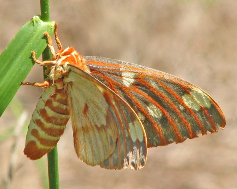 عثة الجوز