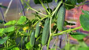 Top dressing of cucumbers in a greenhouse, open ground: what and when fertilizers should be used