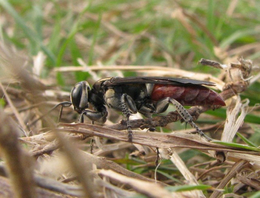 Wasp Larra anatema, nemico naturale dell'orso