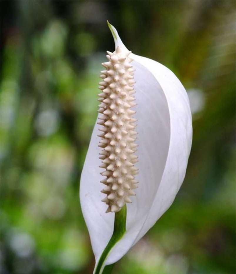 Spathiphyllum: حركة في المنزل ، وزرع ، وتكاثر (80+ صورة) + التعليقات