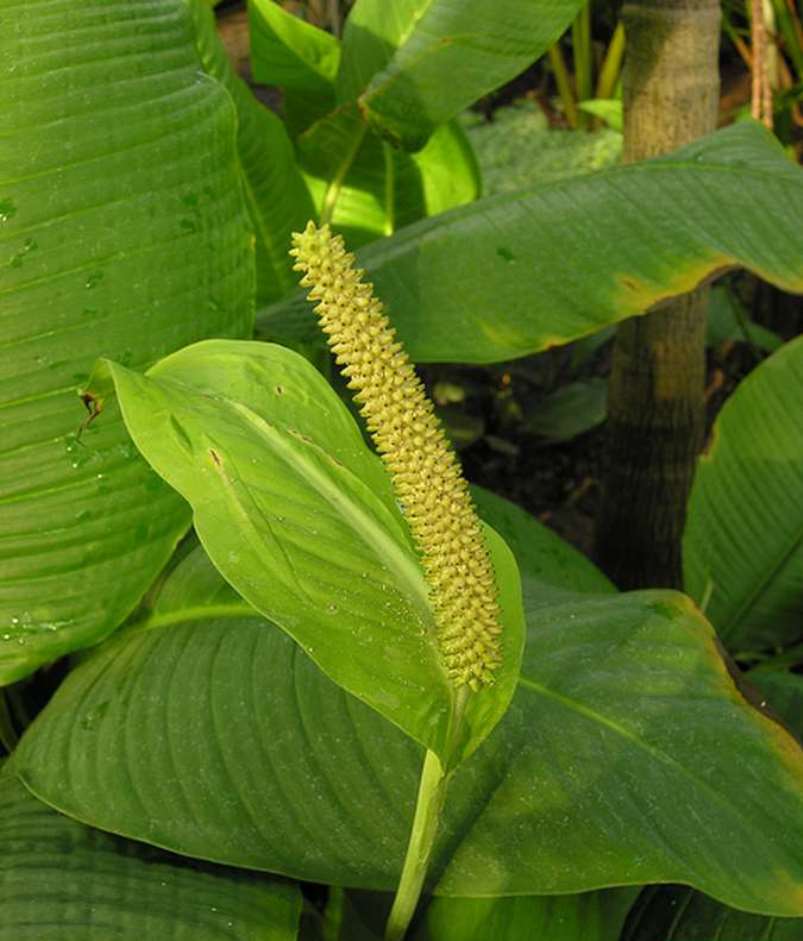 Spathiphyllum: حركة في المنزل ، وزرع ، وتكاثر (80+ صورة) + التعليقات