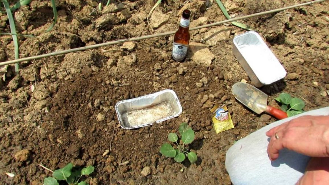 La trappola più semplice sotto forma di un bagno con la birra