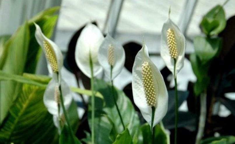 Spathiphyllum: حركة في المنزل ، وزرع ، وتكاثر (80+ صورة) + التعليقات