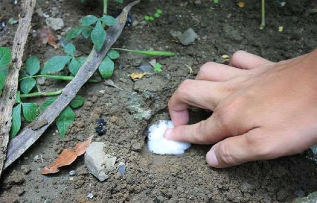 Sigillare i buchi dell'orso con un batuffolo di cotone