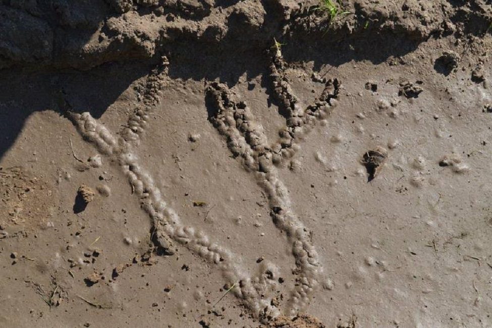 Medvedka si muove dopo la pioggia