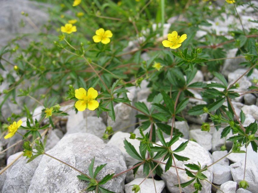 Potentilla erectus