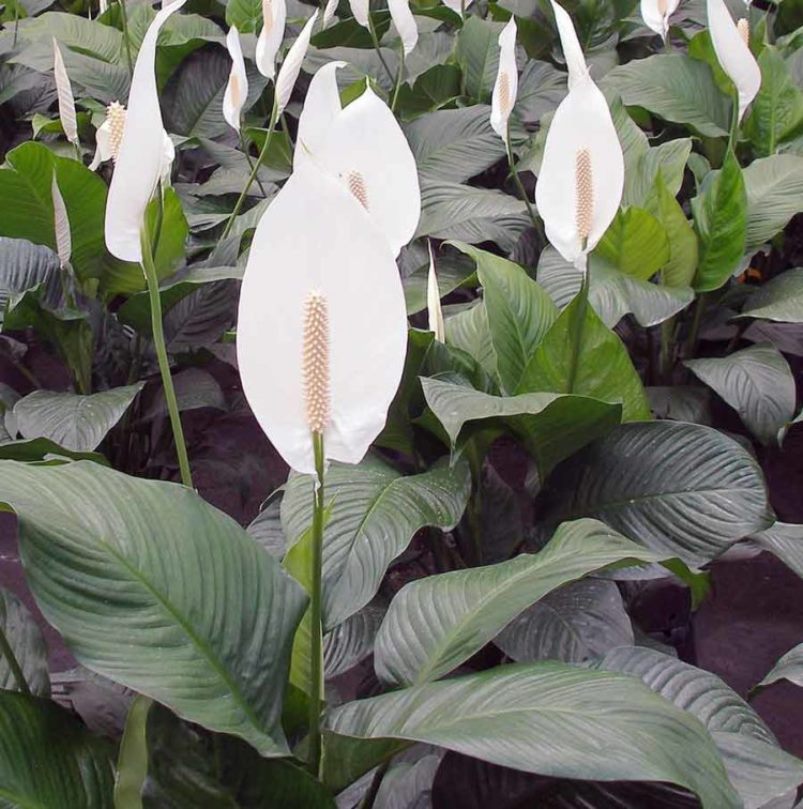 Spathiphyllum: حركة في المنزل ، وزرع ، وتكاثر (80+ صورة) + التعليقات