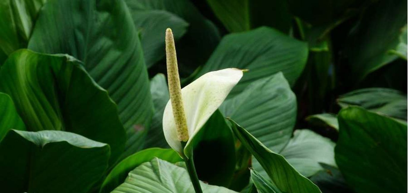 Spathiphyllum: حركة في المنزل ، وزرع ، وتكاثر (80+ صورة) + التعليقات