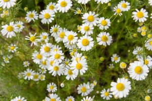 Medicinal plants and herbs: if you think you know everything about them, then you are very mistaken (Photo & Video) + Reviews