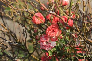 Rozen: kenmerken van herfstverzorging voor hen, alles wat u erover moet weten (foto en video) + beoordelingen