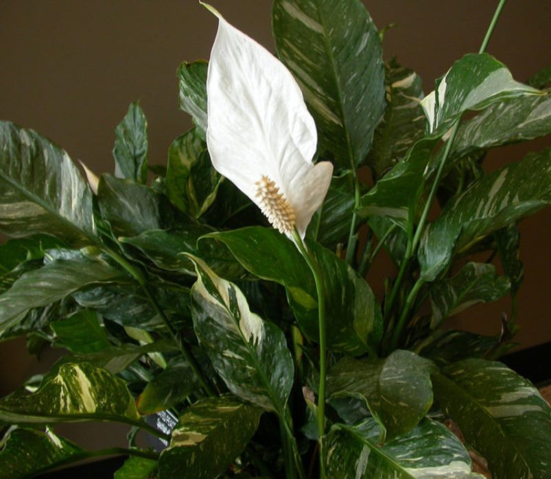 Spathiphyllum: حركة في المنزل ، وزرع ، وتكاثر (80+ صورة) + التعليقات