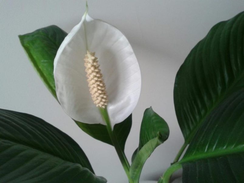 Spathiphyllum: حركة في المنزل ، وزرع ، وتكاثر (80+ صورة) + التعليقات