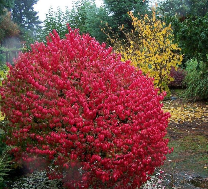 Euonymus