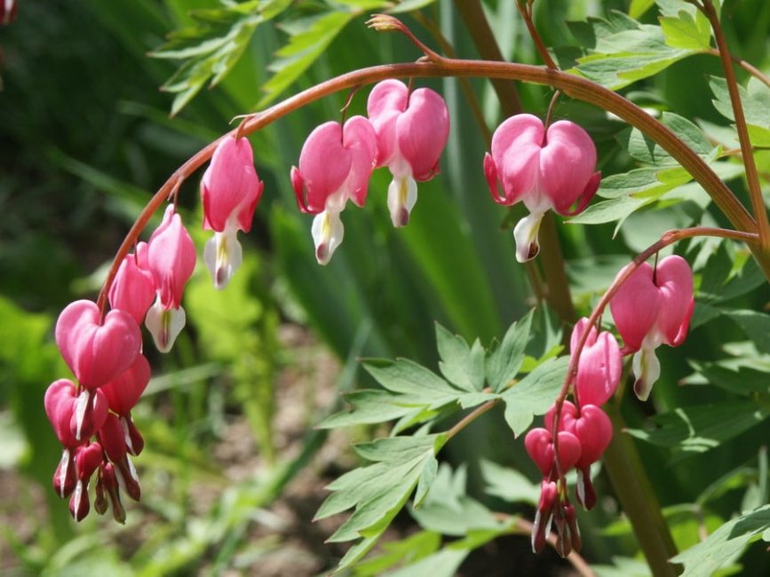 Dicentra رائع