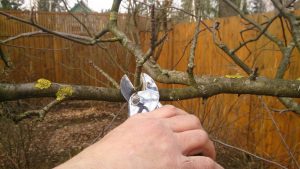 Autumn pruning of fruit trees for beginner gardeners: timing and step-by-step description in pictures