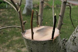 Grafting fruit trees in summer and spring: a description of the most popular species (Photo & Video)