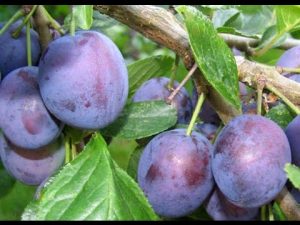 [VIDEO] Planting and fertilizing plums