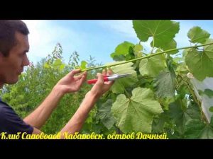 [VIDEO] Pruning vines in summer